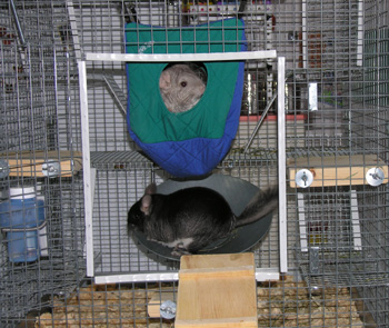 Chinchillas Relaxing in Cube Hammock & Running on Flying Saucer Wheel in Custom Chinchilla Cage